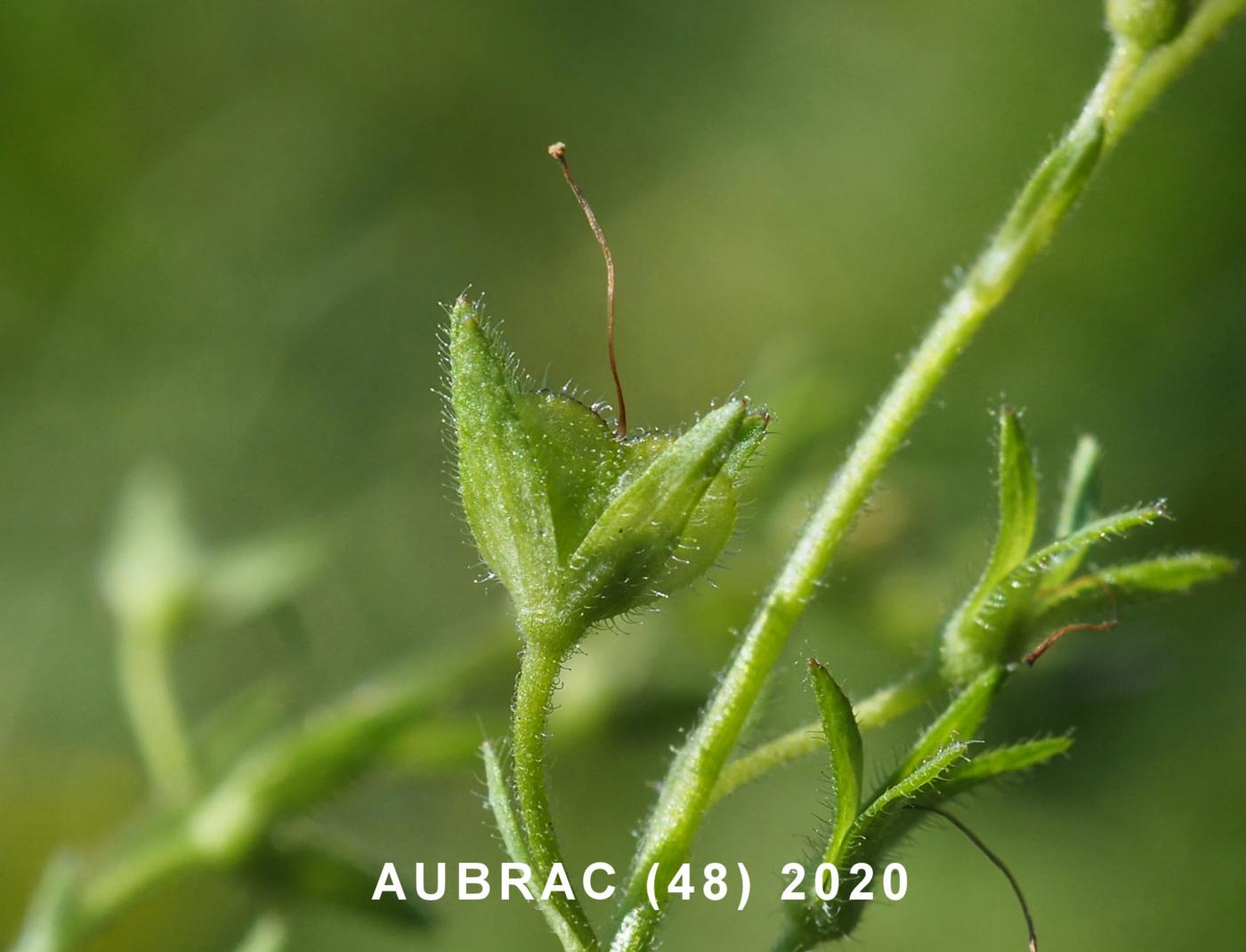 Speedwell, Germander fruit